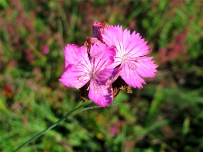 Kartäusernelke (Dianthus carthusianorum) in der Schwetzinger Hardt - an der Bahnstrecke Mannheim-Karlsruhe findet sich ein kleines Sandmagerrasen-Biotop mit typischer Binnendünen-Vegetation