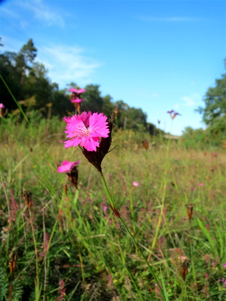 Kartäusernelke (Dianthus carthusianorum) in der Schwetzinger Hardt - an der Bahnstrecke Mannheim-Karlsruhe findet sich ein kleines Sandmagerrasen-Biotop mit typischer Binnendünen-Vegetation