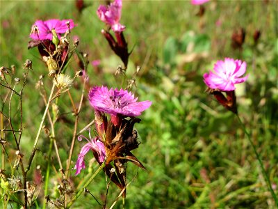 Kartäusernelke (Dianthus carthusianorum) in der Schwetzinger Hardt - an der Bahnstrecke Mannheim-Karlsruhe findet sich ein kleines Sandmagerrasen-Biotop mit typischer Binnendünen-Vegetation