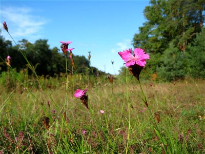 Kartäusernelke (Dianthus carthusianorum) in der Schwetzinger Hardt - der Randstreifen der Bahnstrecke Mannheim-Karlsruhe ist ein Biotop mit typischer Binnendünen-Vegetation