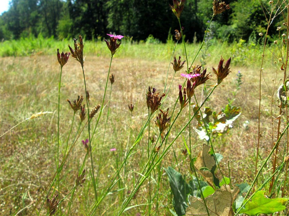 Kartäusernelke (Dianthus carthusianorum) an einer kleinen Binnendüne am Randstreifen der Rheinbahn in der Schwetzinger Hardt. Insbesondere ist hier die Kartäusernelke recht häufig.