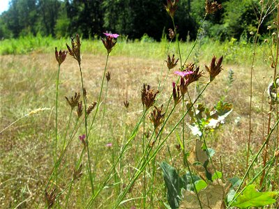 Kartäusernelke (Dianthus carthusianorum) an einer kleinen Binnendüne am Randstreifen der Rheinbahn in der Schwetzinger Hardt. Insbesondere ist hier die Kartäusernelke recht häufig.