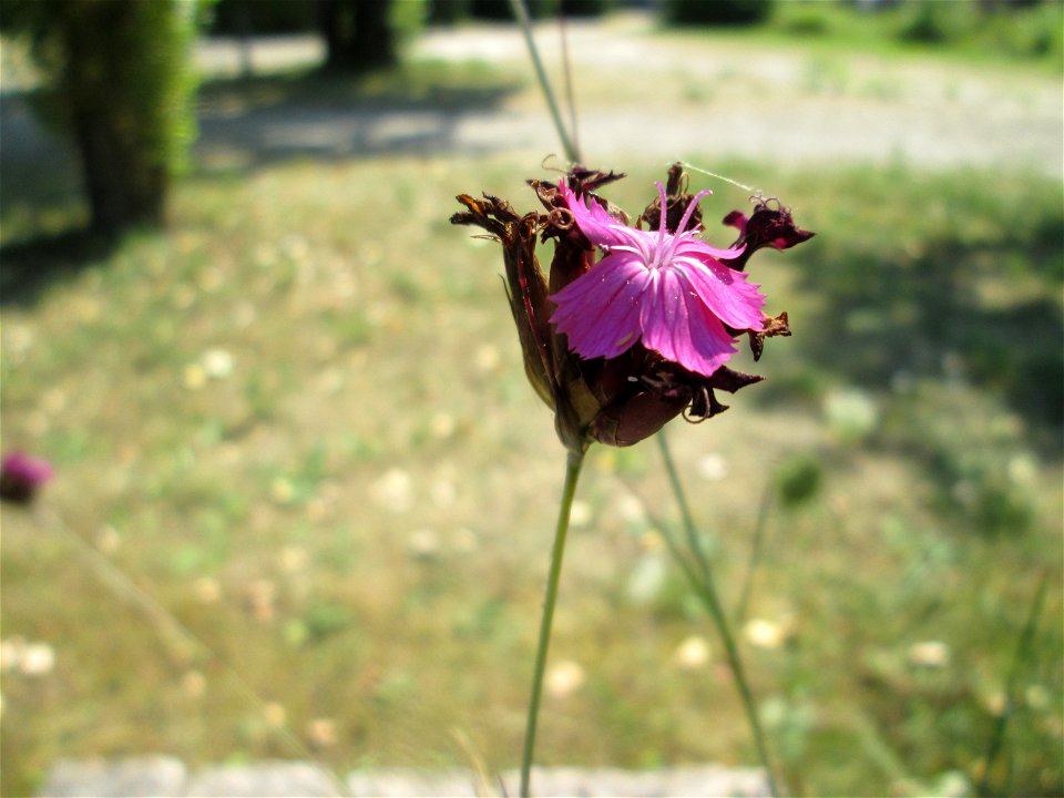 Kartäusernelke (Dianthus carthusianorum) im Bürgerpark Saarbrücken