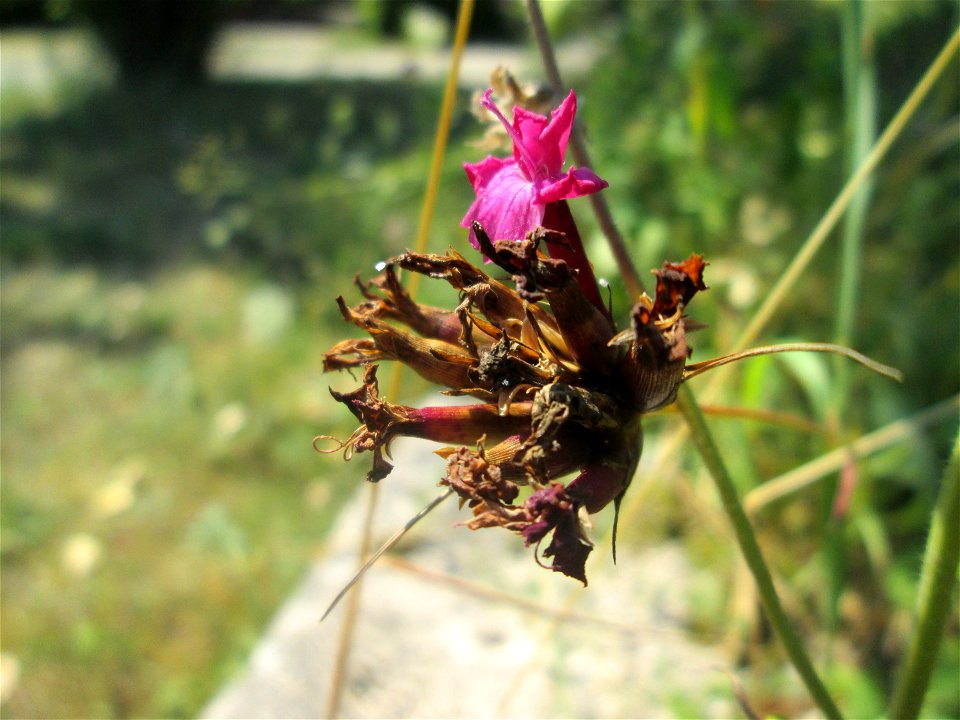 Kartäusernelke (Dianthus carthusianorum) im Bürgerpark Saarbrücken