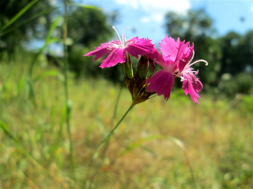 Kartäusernelke (Dianthus carthusianorum) im Bürgerpark Saarbrücken