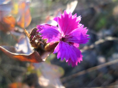 Kartäusernelke (Dianthus carthusianorum) in der Schwetzinger Hardt - der Randstreifen der Bahnstrecke Mannheim-Karlsruhe ist ein Biotop mit typischer Binnendünen-Vegetation