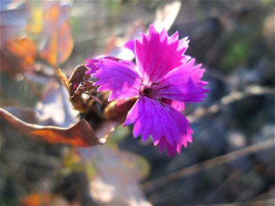 Kartäusernelke (Dianthus carthusianorum) in der Schwetzinger Hardt - der Randstreifen der Bahnstrecke Mannheim-Karlsruhe ist ein Biotop mit typischer Binnendünen-Vegetation photo