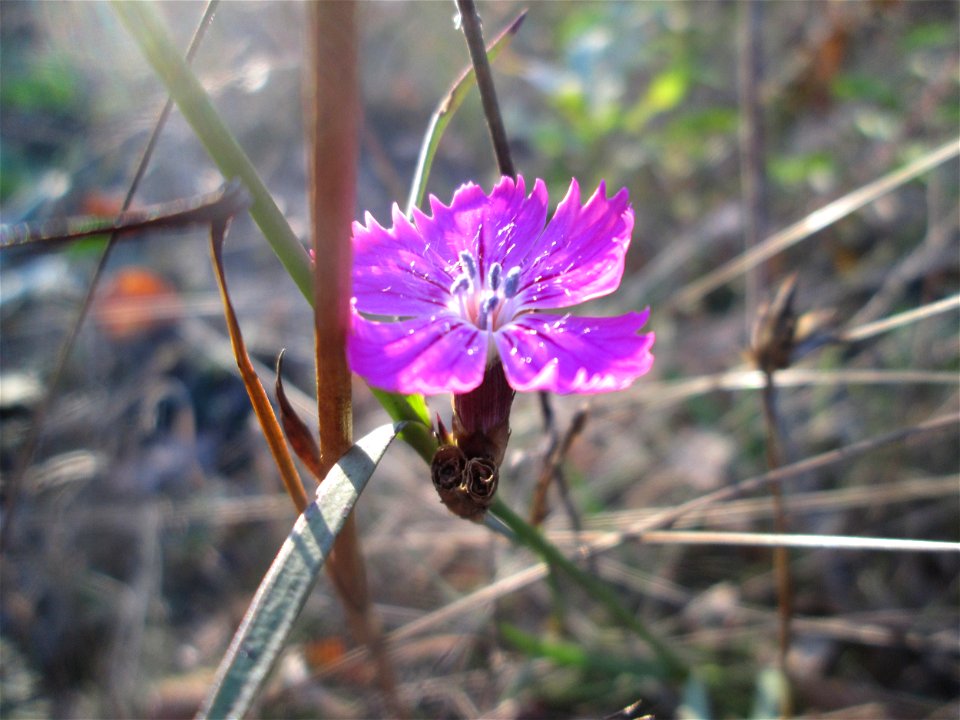 Kartäusernelke (Dianthus carthusianorum) in der Schwetzinger Hardt - der Randstreifen der Bahnstrecke Mannheim-Karlsruhe ist ein Biotop mit typischer Binnendünen-Vegetation