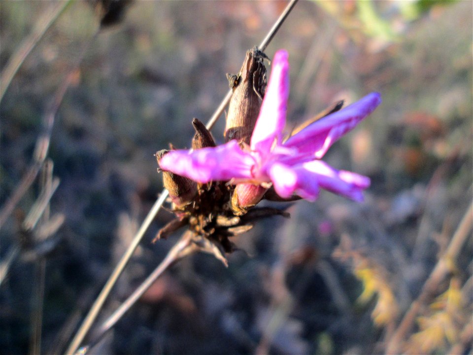 Kartäusernelke (Dianthus carthusianorum) in der Schwetzinger Hardt - der Randstreifen der Bahnstrecke Mannheim-Karlsruhe ist ein Biotop mit typischer Binnendünen-Vegetation