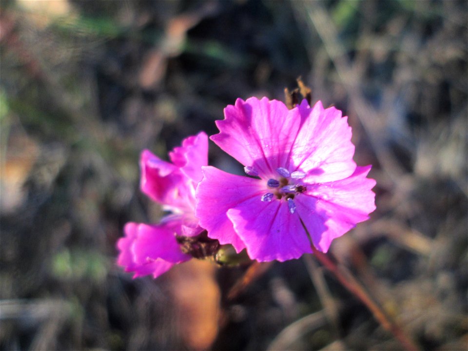 Kartäusernelke (Dianthus carthusianorum) in der Schwetzinger Hardt - der Randstreifen der Bahnstrecke Mannheim-Karlsruhe ist ein Biotop mit typischer Binnendünen-Vegetation