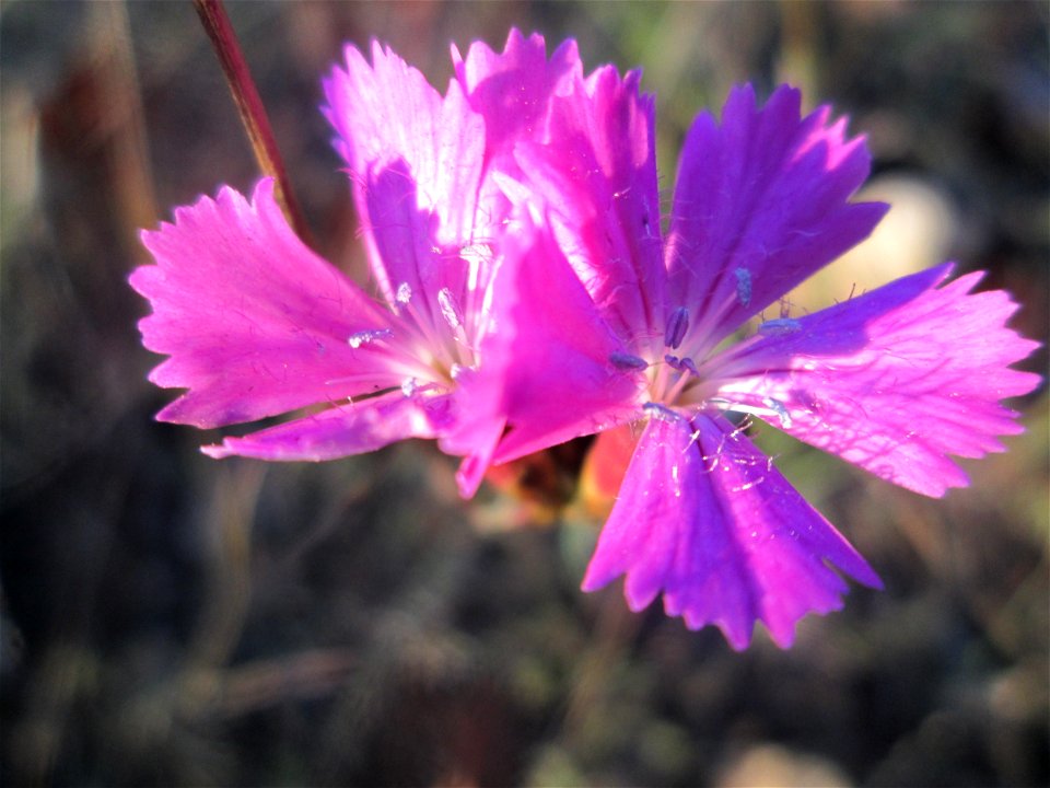 Kartäusernelke (Dianthus carthusianorum) in der Schwetzinger Hardt - der Randstreifen der Bahnstrecke Mannheim-Karlsruhe ist ein Biotop mit typischer Binnendünen-Vegetation