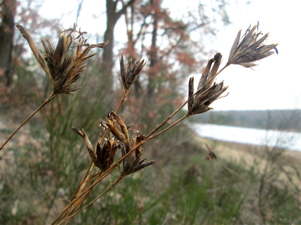 Karthäuser-Nelke (Dianthus carthusianorum) auf dem Dreieichenbuckel im Naturschutzgebiet „Oftersheimer Dünen“