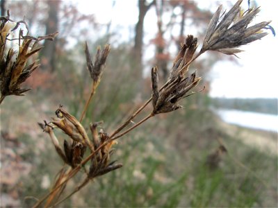 Karthäuser-Nelke (Dianthus carthusianorum) auf dem Dreieichenbuckel im Naturschutzgebiet „Oftersheimer Dünen“