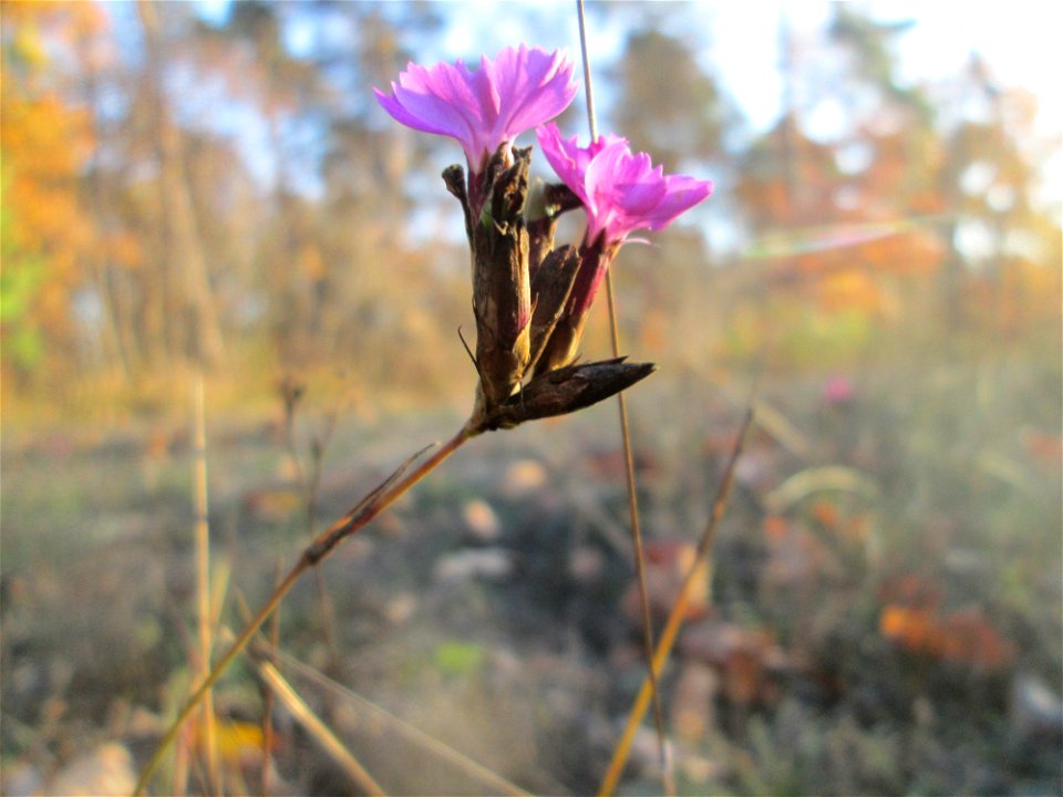 Kartäusernelke (Dianthus carthusianorum) in der Schwetzinger Hardt - der Randstreifen der Bahnstrecke Mannheim-Karlsruhe ist ein Biotop mit typischer Binnendünen-Vegetation