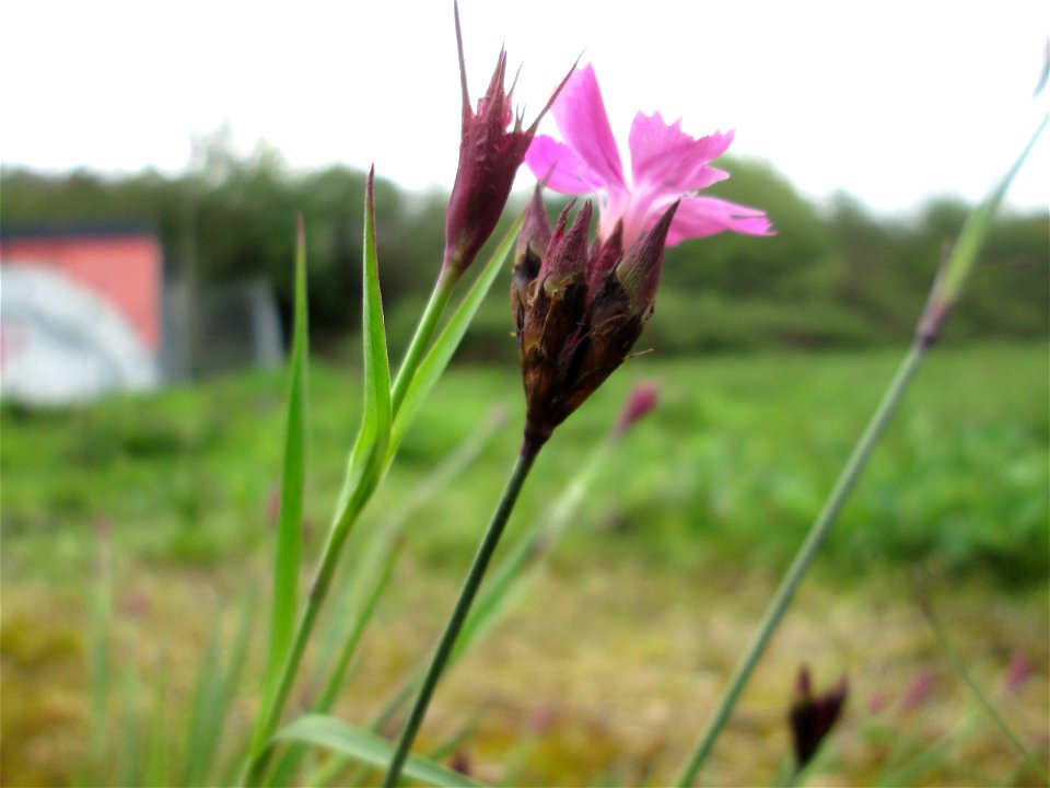 Kartäusernelke (Dianthus carthusianorum) ? in Saarbrücken