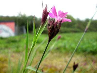 Kartäusernelke (Dianthus carthusianorum) ? in Saarbrücken