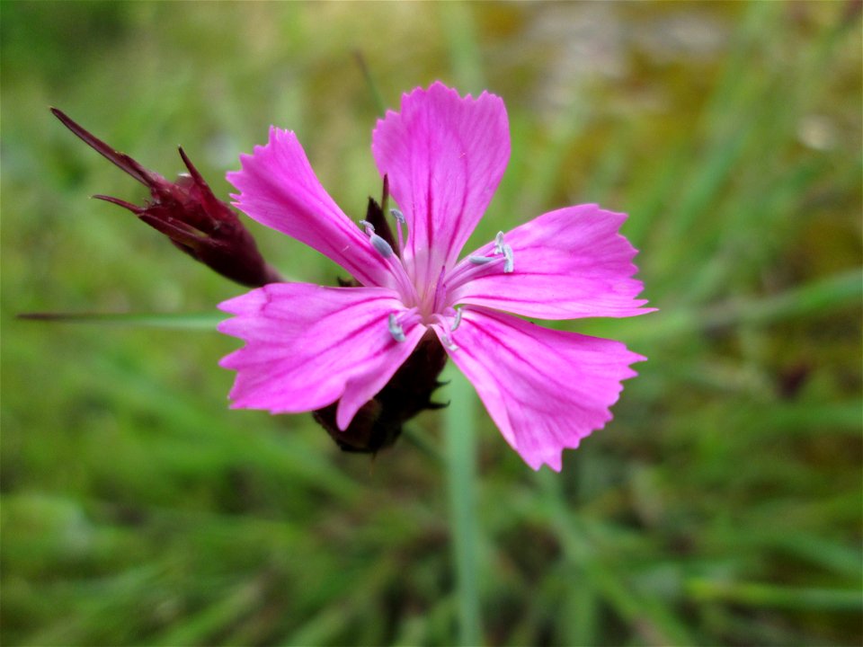 Kartäusernelke (Dianthus carthusianorum) ? in Saarbrücken