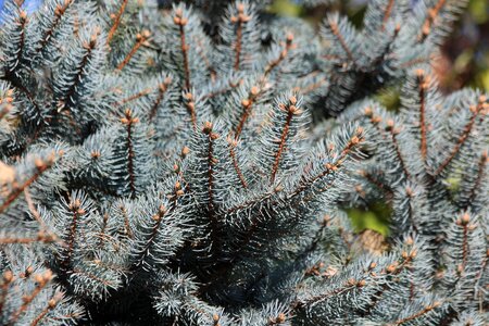 Coniferous evergreen nature