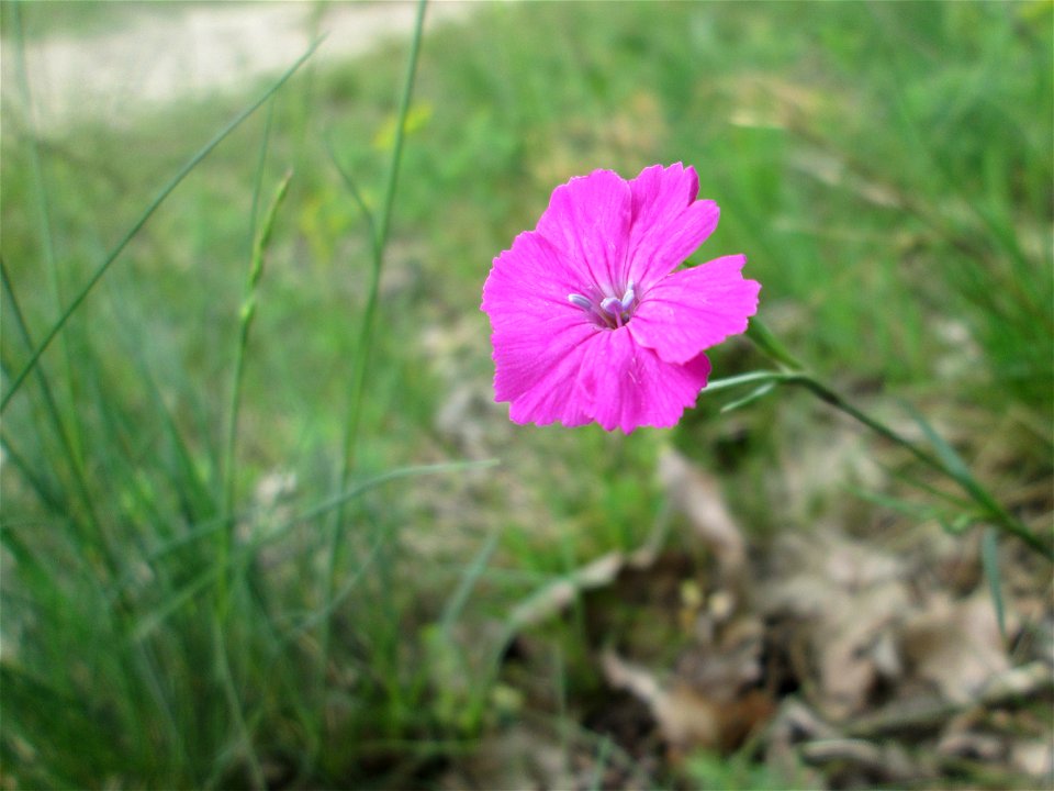Karthäuser-Nelke (Dianthus carthusianorum) am Dreieichenbuckel im Naturschutzgebiet „Oftersheimer Dünen“