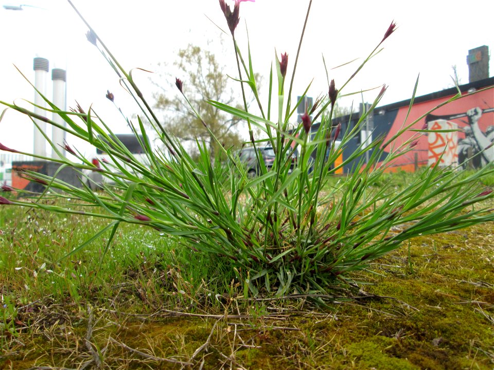 Kartäusernelke (Dianthus carthusianorum) ? in Saarbrücken