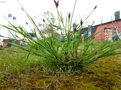 Kartäusernelke (Dianthus carthusianorum) ? in Saarbrücken