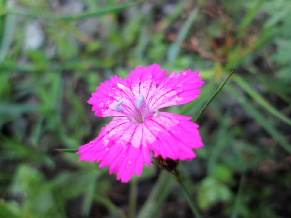 Kartäusenelke (Dianthus carthusianorum) auf einem Blühstreifen in Hockenheim
