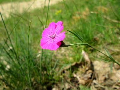 Karthäuser-Nelke (Dianthus carthusianorum) am Dreieichenbuckel im Naturschutzgebiet „Oftersheimer Dünen“