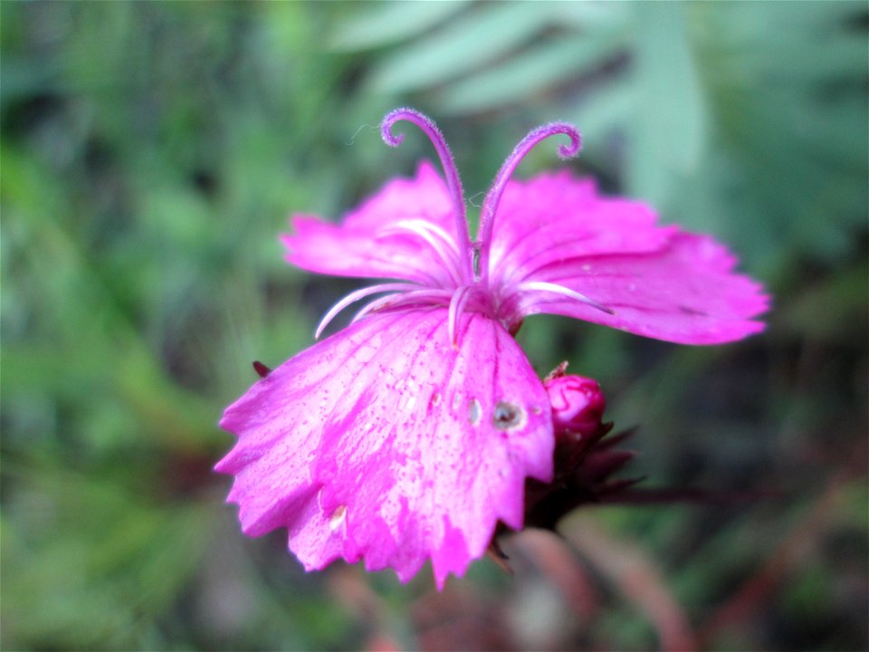 Karthäuser-Nelke (Dianthus carthusianorum) auf einem Blühstreifen in Hockenheim