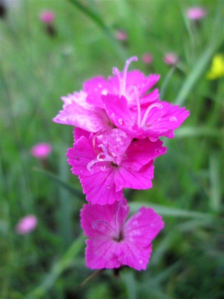Karthäuser-Nelke (Dianthus carthusianorum) auf einem Blühstreifen in Hockenheim