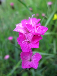 Karthäuser-Nelke (Dianthus carthusianorum) auf einem Blühstreifen in Hockenheim