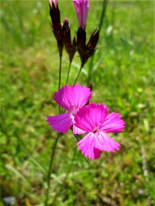 Kartäusenelke (Dianthus carthusianorum) auf einem Blühstreifen in Hockenheim