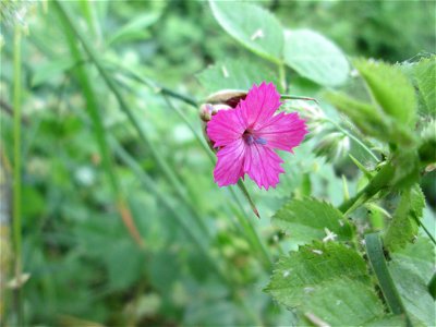 Kartäusernelke (Dianthus carthusianorum)) im Bürgerpark Saarbrücken