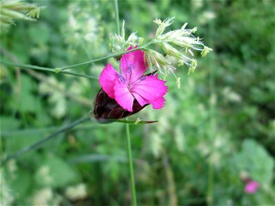 Karthäuser-Nelke (Dianthus carthusianorum)) im Bürgerpark Saarbrücken