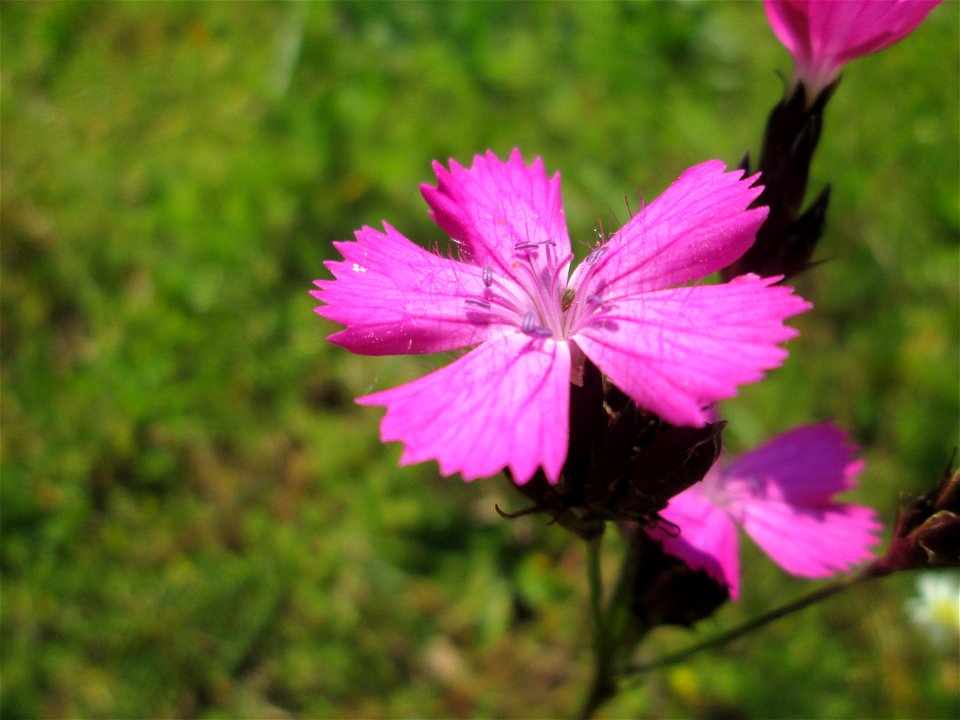 Kartäusenelke (Dianthus carthusianorum) auf einem Blühstreifen in Hockenheim