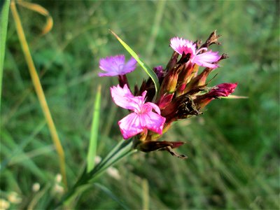 Kartäusernelke (Dianthus carthusianorum) im Naturschutzgebiet "St. Arnualer Wiesen"