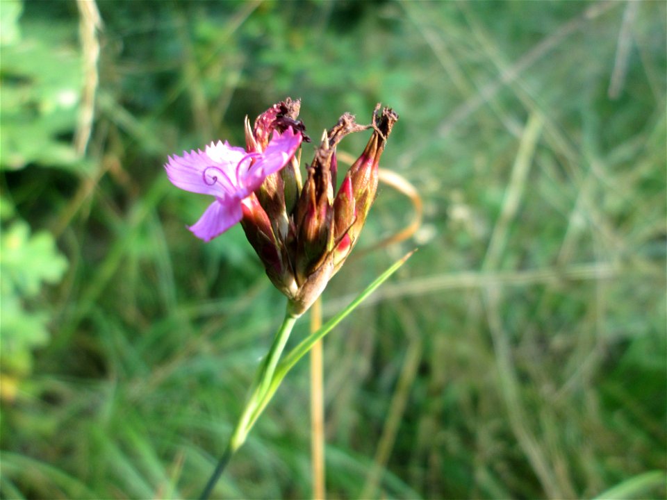 Kartäusernelke (Dianthus carthusianorum) im Naturschutzgebiet "St. Arnualer Wiesen"