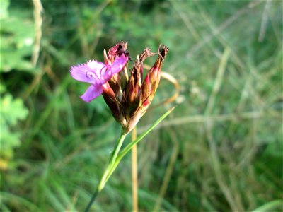 Kartäusernelke (Dianthus carthusianorum) im Naturschutzgebiet "St. Arnualer Wiesen"