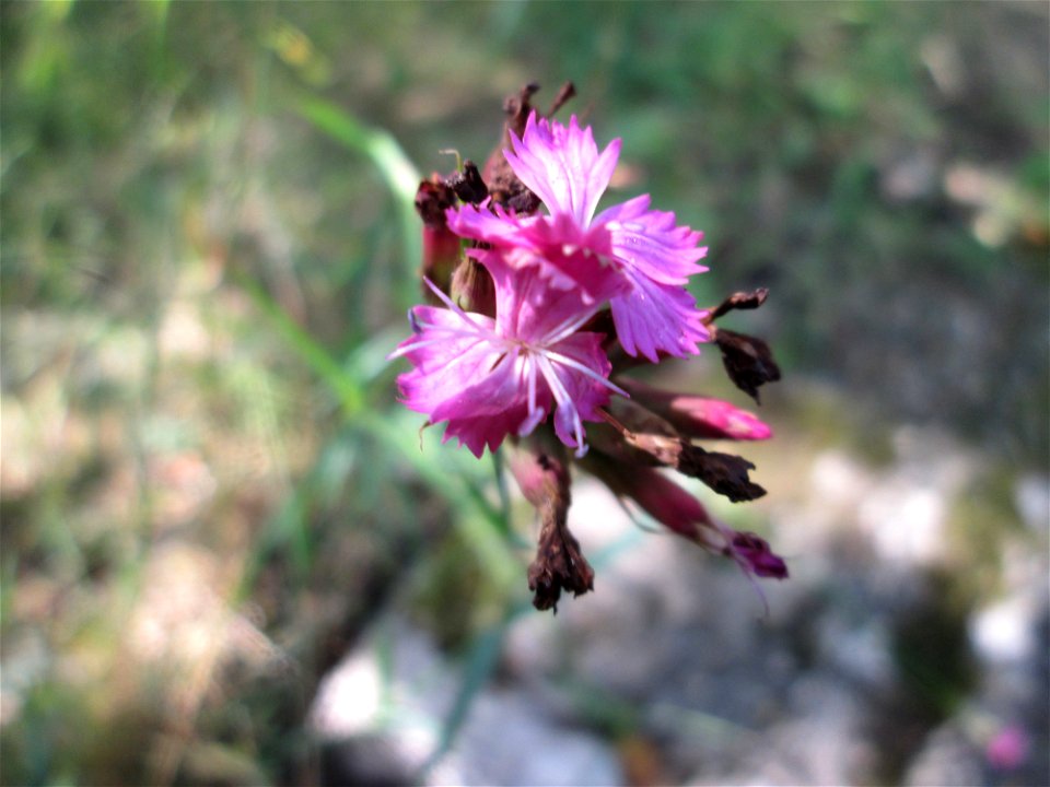Kartäusernelke (Dianthus carthusianorum) im Bürgerpark Saarbrücken