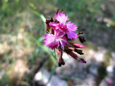 Kartäusernelke (Dianthus carthusianorum) im Bürgerpark Saarbrücken