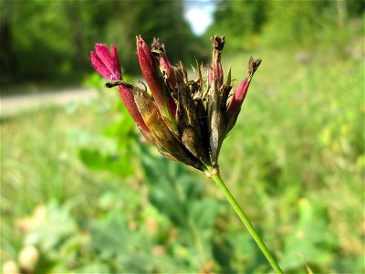 Kartäusernelke (Dianthus carthusianorum) im Naturschutzgebiet "St. Arnualer Wiesen"