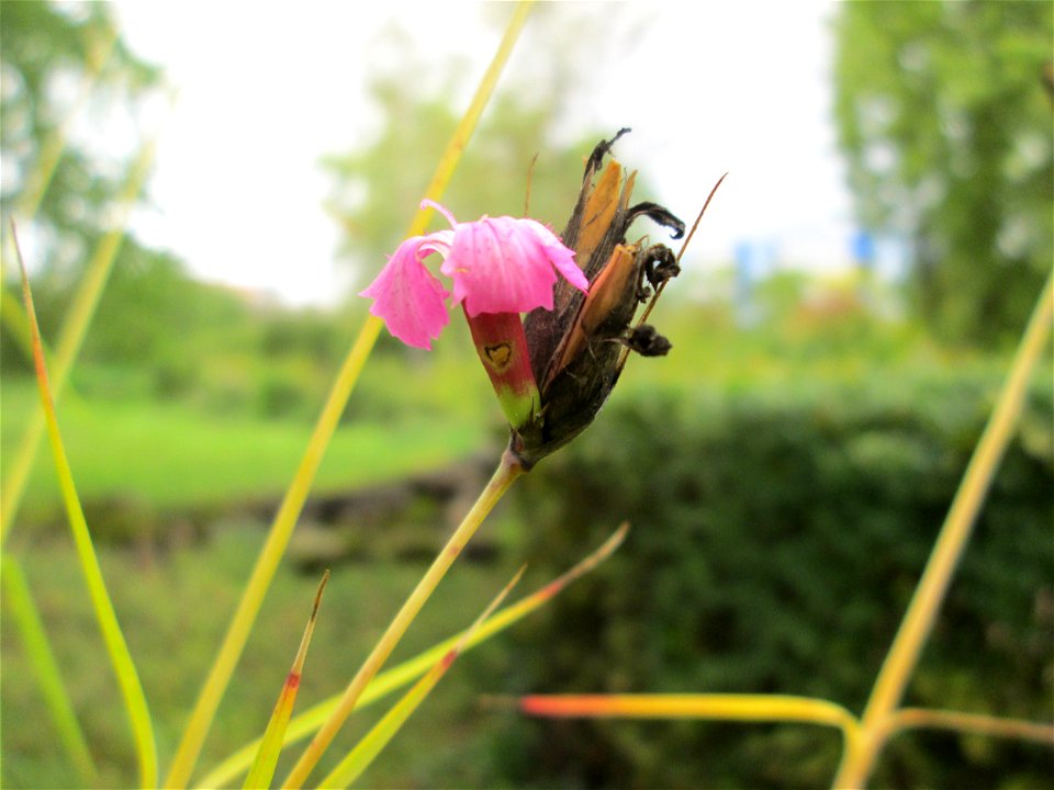 Kartäusernelke (Dianthus carthusianorum) im Bürgerpark Saarbrücken