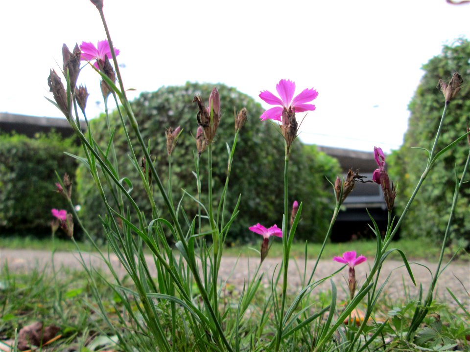 Kartäusernelke (Dianthus carthusianorum) im Bürgerpark Saarbrücken
