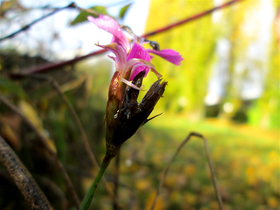 Kartäusernelke (Dianthus carthusianorum) im Bürgerpark Saarbrücken