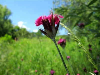 Kartäusernelke (Dianthus carthusianorum) im Bürgerpark Saarbrücken