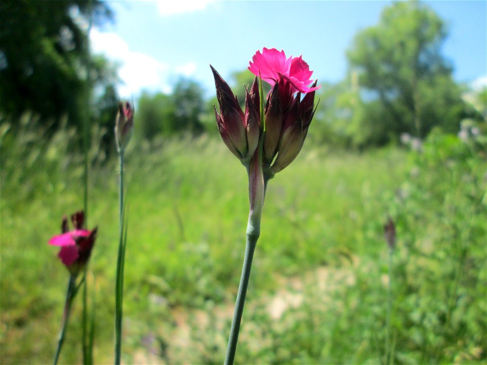 Kartäusernelke (Dianthus carthusianorum) im Bürgerpark Saarbrücken