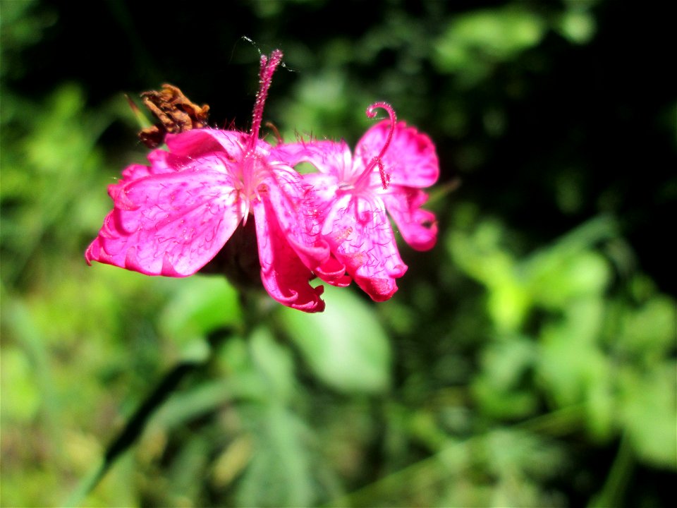 Kartäusernelke (Dianthus carthusianorum) im Naturschutzgebiet "St. Arnualer Wiesen"