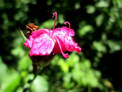 Kartäusernelke (Dianthus carthusianorum) im Naturschutzgebiet "St. Arnualer Wiesen"