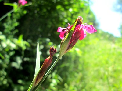 Kartäusernelke (Dianthus carthusianorum) im Naturschutzgebiet "St. Arnualer Wiesen"