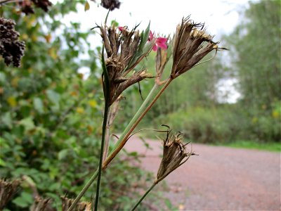 Raue Nelke (Dianthus armeria) beim Steinbachschacht im Naturschutzgebiet „Steinbachtal / Netzbachtal“