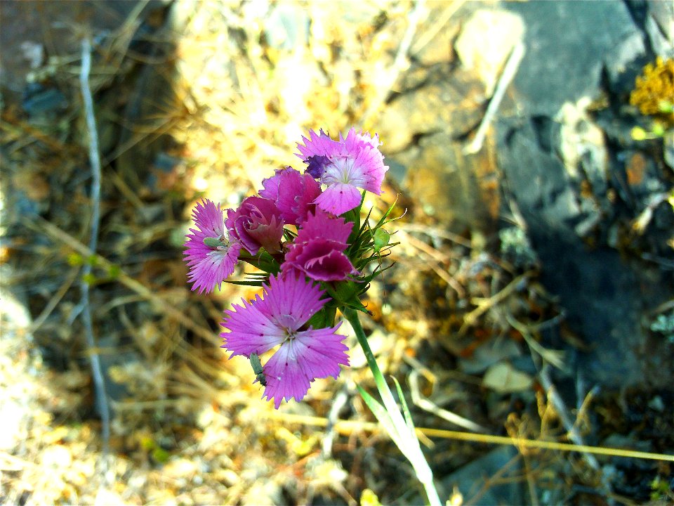Dianthus carthusianorum subsp. carthusianorum flowers close up, Sierra Madrona, Spain